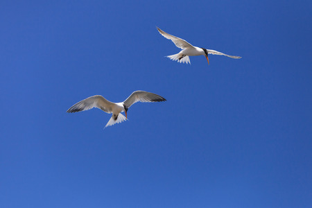 Elegant tern, Thalasseus elegans, flying across a blue sky in search of fish in Huntington Beach, Southern Californiaの写真素材