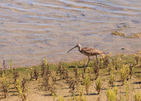 Long billed curlew, Numenius americanus, forages for food in a California marsh, United Statesの写真素材