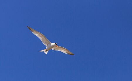 Elegant tern, Thalasseus elegans, flying across a blue sky in search of fish in Huntington Beach, Southern Californiaの写真素材