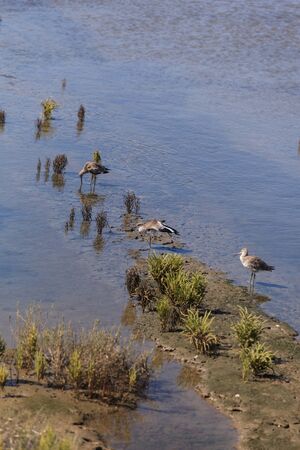 Brown willet shore bird, Tringa semipalmata, sitting on the side of a marshの写真素材