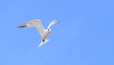 Elegant tern, Thalasseus elegans, flying across a blue sky in search of fish in Huntington Beach, Southern Californiaの写真素材