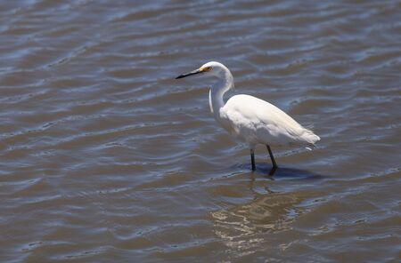 Snowy Egret, Egretta thula, forages in a tidal pool in Irvine, Southern Californiaの写真素材