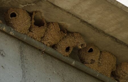 Mud clay tree swallow bird nest group clustered along the side of a bridge in Southern Californiaの写真素材