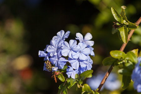 Imperial Blue Plumbago, Cape Leadwort, Plumbago auriculata blooms in spring in Californiaの写真素材