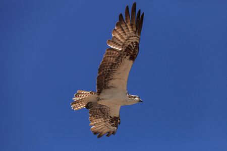 Osprey bird, Pandion haliaetus, flying against a blue sky in springの写真素材