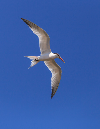 Elegant tern, Thalasseus elegans, flying across a blue sky in search of fish in Huntington Beach, Southern Californiaの写真素材
