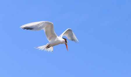 Elegant tern, Thalasseus elegans, flying across a blue sky in search of fish in Huntington Beach, Southern Californiaの写真素材