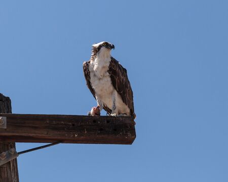 Osprey bird, Pandion haliaetus, on a perch against a blue sky in springの写真素材