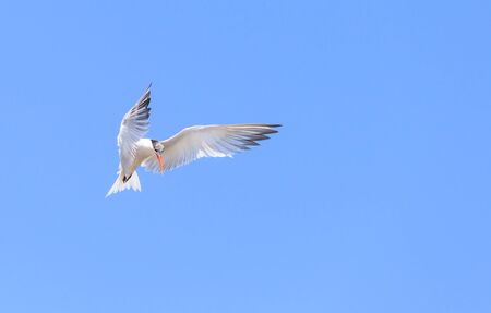 Elegant tern, Thalasseus elegans, flying across a blue sky in search of fish in Huntington Beach, Southern Californiaの写真素材