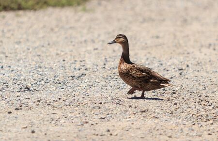 Wild Mallard duck, Anas platyrhynchos, at the edge of a pondの写真素材