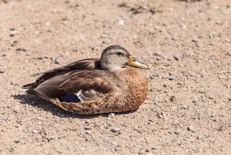 Wild Mallard duck, Anas platyrhynchos, at the edge of a pondの写真素材