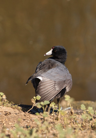 American Coot Duck, Fulica americana, at the side of a pond in summerの写真素材