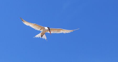 Elegant tern, Thalasseus elegans, flying across a blue sky in search of fish in Huntington Beach, Southern Californiaの写真素材