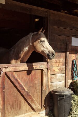 Louisville, Kentucky, United States,  July 2015: Brown bay horse view out the stable in a barnのeditorial素材