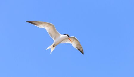 Elegant tern, Thalasseus elegans, flying across a blue sky in search of fish in Huntington Beach, Southern Californiaの写真素材