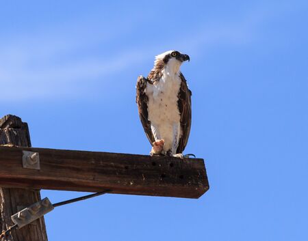 Osprey bird, Pandion haliaetus, on a perch against a blue sky in springの写真素材
