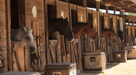 Louisville, Kentucky, United States,  July 2015: Brown bay horse view out the stable in a barnのeditorial素材