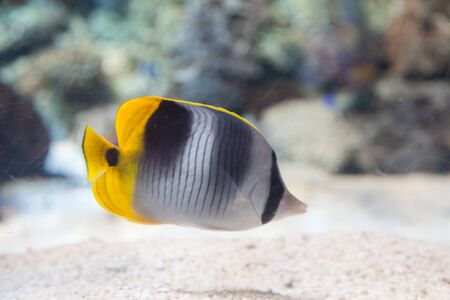 Threadfin butterflyfish, Chaetodon auriga, is a yellow, white and black fish with a sharp, pointed mouthの写真素材