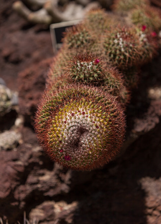 Mammillaria rhodantha cactus in bloom with red flowers in the desert.の写真素材