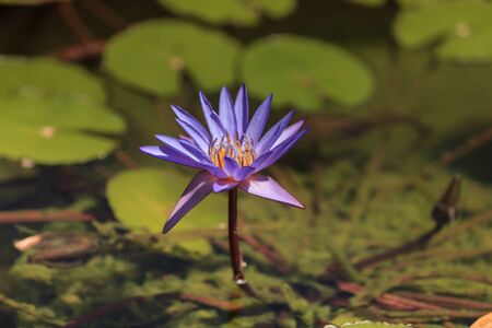 Blue star water lily, Nymphaea nochali, floats in a pond with its lily pads in Southern Californiaの写真素材