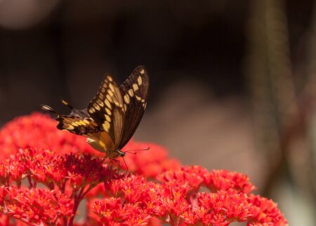Anise swallowtail butterfly, Papilio zelicaon, is found in western North Americaの写真素材