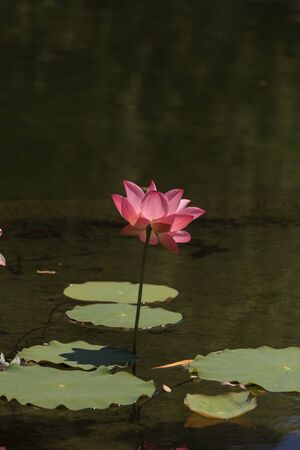 Pink lotus flower on top of a koi pond in Southern Californiaの写真素材