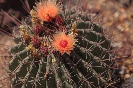 Yellow and pink flowers on Ferocactus rectispinus cactusの写真素材