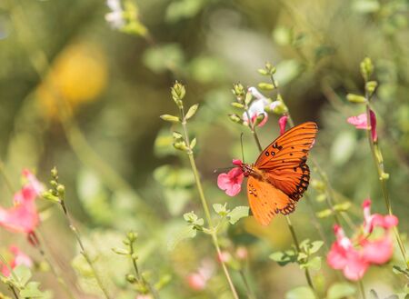 Gulf fritillary, Agraulis vanillae, butterfly is found in Paraguay, Argentina, the United States and even the Galapagos Islandsの写真素材