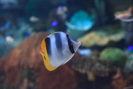 Threadfin butterflyfish, Chaetodon auriga, is a yellow, white and black fish with a sharp, pointed mouthの写真素材