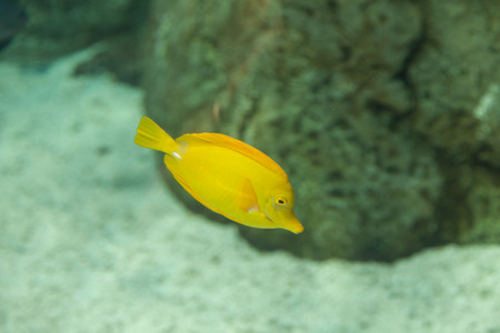 Yellow tang fish, Zebrasoma flavenscens, is a saltwater aquarium fish that is found in the Pacific and Indian Oceans in the wildの写真素材