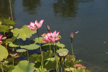 Pink lotus flower blooms over a koi pond in Southern California.の写真素材