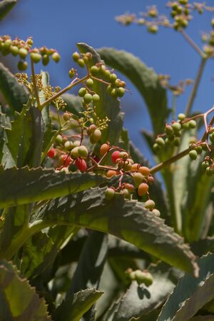 The wild grape plant, Cyphostemma juttae is from South Africa