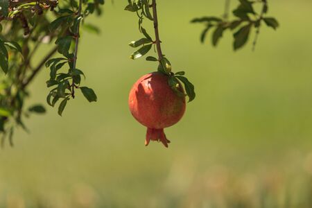 Pomegranate tree, Punica granatum, produces fruit in the summer.の写真素材