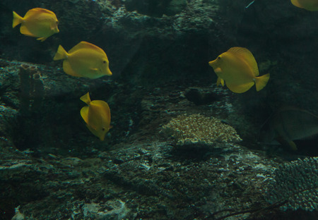 Yellow tang fish, Zebrasoma flavenscens, is a saltwater aquarium fish that is found in the Pacific...