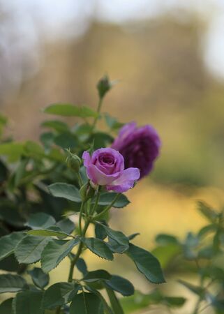 Purple rose blooms in summer in a gardenの写真素材