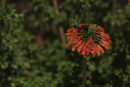 Orange flower blooms on a green leaf backgroundの写真素材