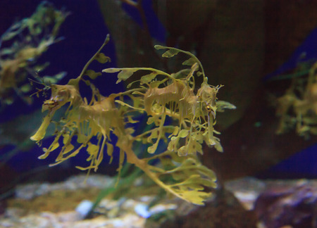The leafy seadragon, Phycodurus eques, is often yellow and has many leaf-like appendages to help it blend in.の写真素材