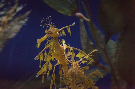 The leafy seadragon, Phycodurus eques, is often yellow and has many leaf-like appendages to help it blend in.の写真素材