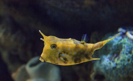 Longhorn cowfish, Lactoria cornuta, is from the boxfish family and can be found in the Indo-Pacific.の写真素材
