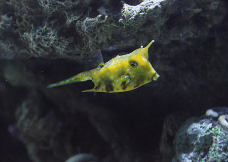 Longhorn cowfish, Lactoria cornuta, is from the boxfish family and can be found in the Indo-Pacific.