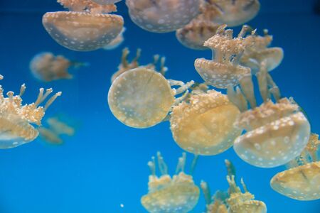 Spotted lagoon jelly, golden medusa, Mastigias papua, is from the Indo-Pacific. This jellyfish has several mouths found on their arms, which they use to feed on zooplankton.の写真素材