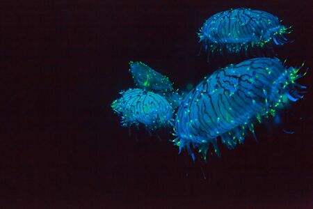 Flower hat jellyfish, Olindias formosa, is a blue, green, pink  multi colored jelly  that can be found off southern Japan.の写真素材