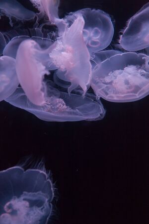 Moon jellyfish, Aurelia aurita, is translucent and has four horseshoe-like gonads visible. It drifts with the current throughout most of the worlds oceans.の写真素材