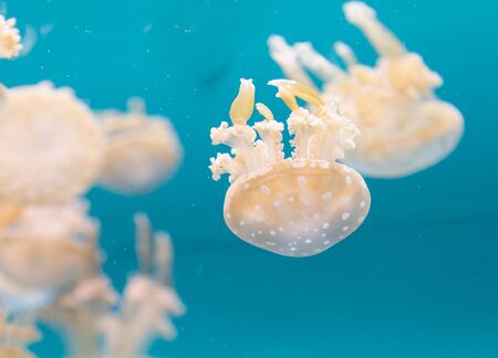Spotted lagoon jelly, golden medusa, Mastigias papua, is from the Indo-Pacific. This jellyfish has several mouths found on their arms, which they use to feed on zooplankton.の写真素材