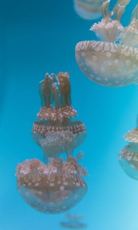Spotted lagoon jelly, golden medusa, Mastigias papua, is from the Indo-Pacific. This jellyfish has several mouths found on their arms, which they use to feed on zooplankton.の写真素材