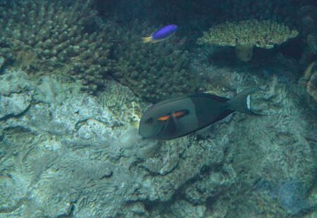 Orange shoulder tang fish, orangeshoulder, Acanthurus olivaceus, is found in the Indo-West Pacificの写真素材