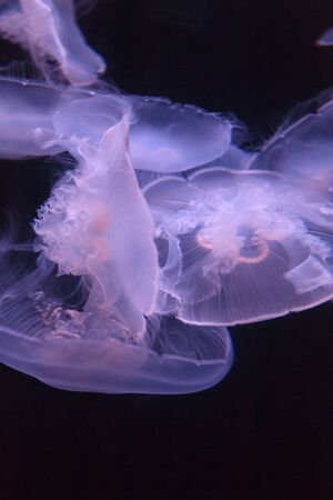 Moon jellyfish, Aurelia aurita, is translucent and has four horseshoe-like gonads visible. It drifts with the current throughout most of the worlds oceans.の写真素材