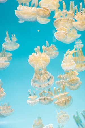 Spotted lagoon jelly, golden medusa, Mastigias papua, is from the Indo-Pacific. This jellyfish has several mouths found on their arms, which they use to feed on zooplankton.の写真素材
