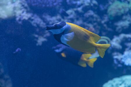 Foxface rabbitfish, Siganus vulpinus, is a yellow fish with black and white bands across its face.の写真素材