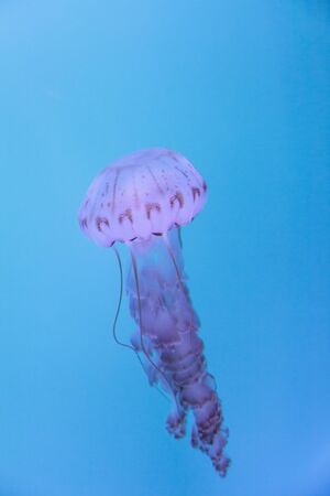 Purple striped jellyfish, Chrysaora colorata, floats gracefully with its tentacles dangling.の写真素材